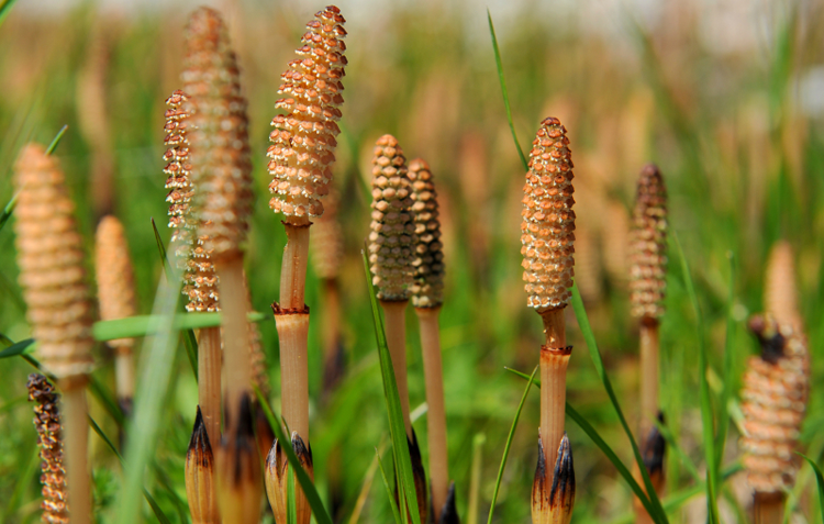 The fruiting body of the horsetail plant showing spores on top of plant. Photo by https://pklifescience.com/