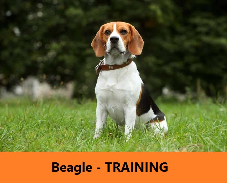 Dog Training Tips — Beagle