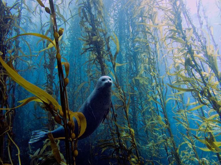 A grey seal swims through a Giant Kelp forest