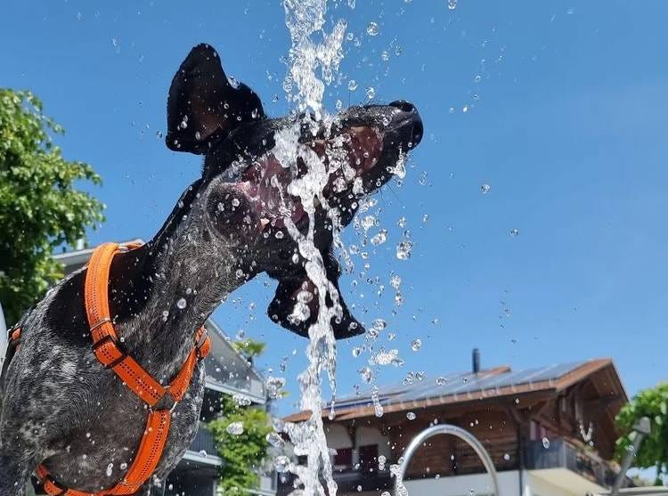 dog drinking water