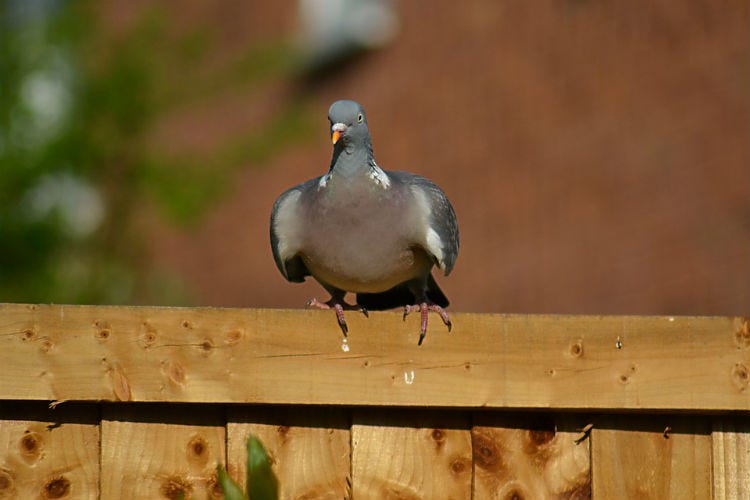 On the Fence