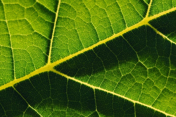 Up-close shot of a veiny leaf.