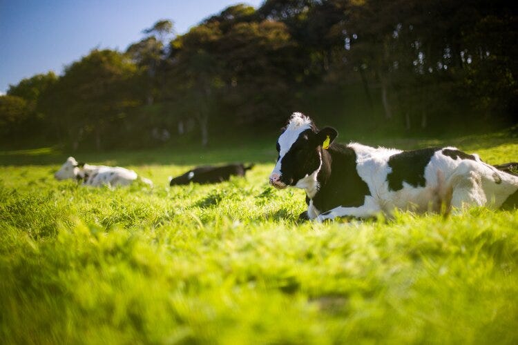 Cows sitting in a green pasture