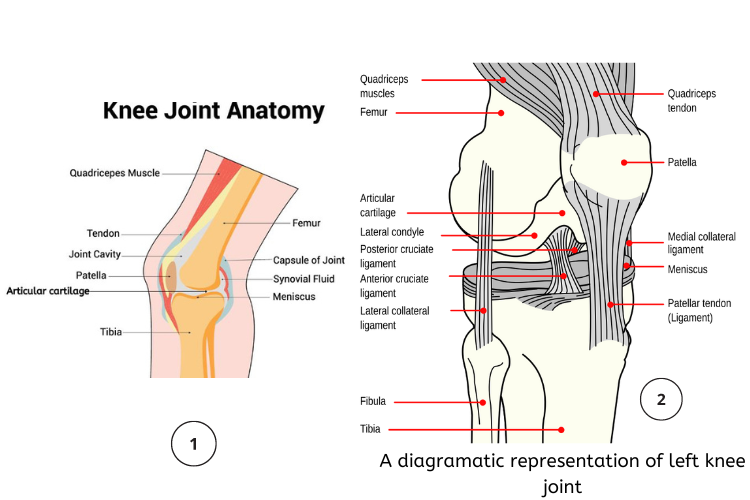 Knee joint anatomy showing different structures that form the joint
