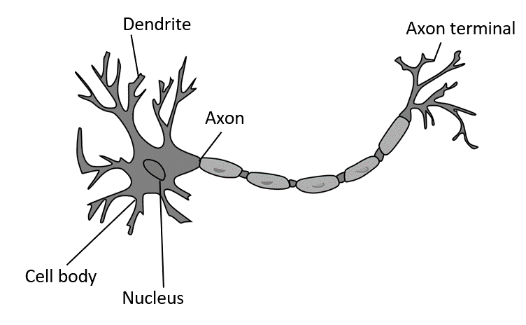 Reference: https://en.wikipedia.org/wiki/Biological_neuron_model