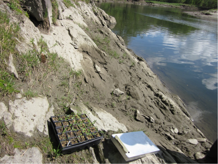 Seedling flats rest on the steep slope of the river bank