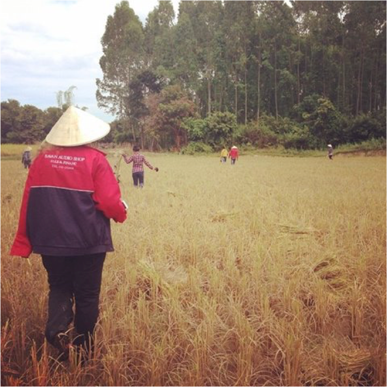 Rice Field