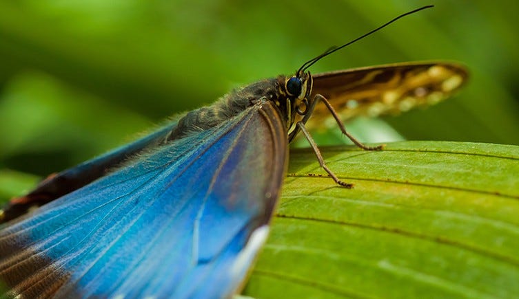 Image: Blue Morpho