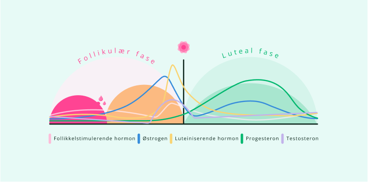 Graf som illustrerer nivå av de ulike hormonene som opptrer under kvinners menstruelle syklus