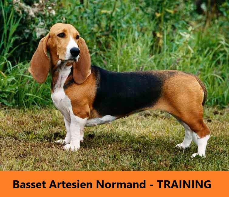 Dog Training Tips — Basset Artesien Normand