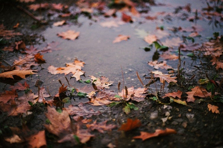 Puddle on the ground surrounded by autumn leaves