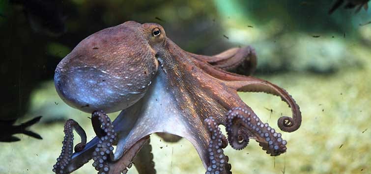How Octopuses and Uncontacted Tribes Help Explain the Fermi Paradox