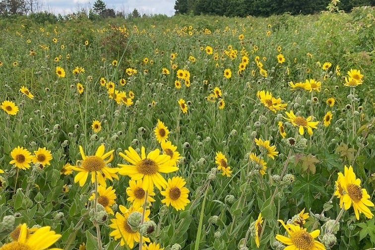 A meadow filled with tiny bright yellow sunflowers