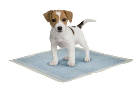 How to make top puppy use pee pad