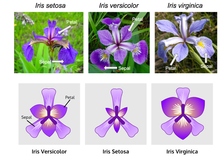 Understanding the Iris Dataset Through Exploratory Data Analysis