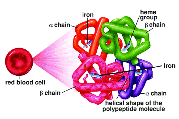 Predicting 3D Structure Of The Hemoglobin Protein With Alphafold 2