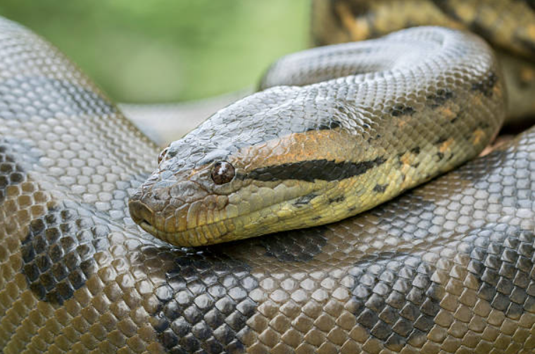 Anaconda body characteristics and features