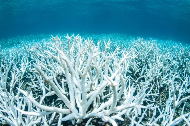 https://www.nbcnews.com/science/environment/great-barrier-reef-hit-third-major-bleaching-event-five-years-n1166676