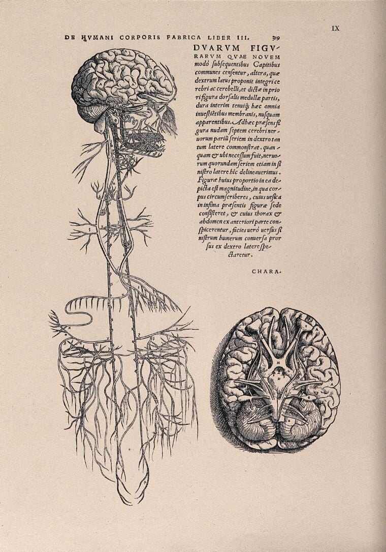The brain, in right profile with the glossopharyngeal and vagus nerves and, to the right, a view of the base of the brain. Photolithograph, 1940, after a woodcut, 1543. Vesalius, Andreas, 1514–1564.