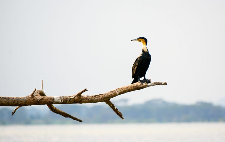 A bird on a branch in the middle of some expanse of water