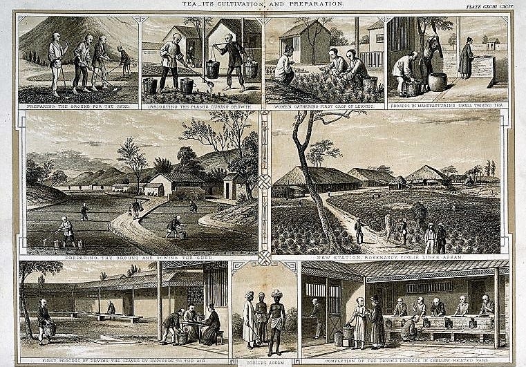 This 1850 engraving shows the different stages in the process of making tea