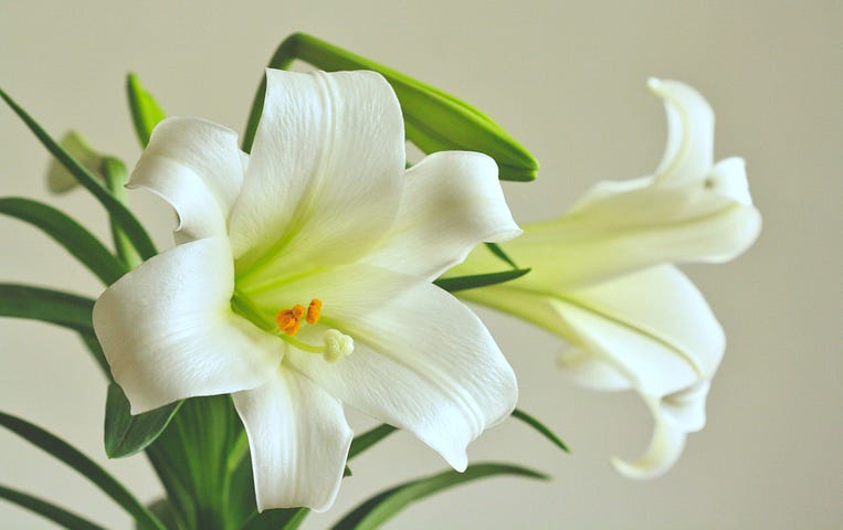 The picture shows two white lilies in a grey background. One facing the camera the other facing away.