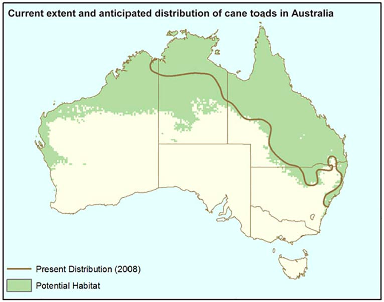 A map of Australia showing that cane toads have spread across the northern third of the continent
