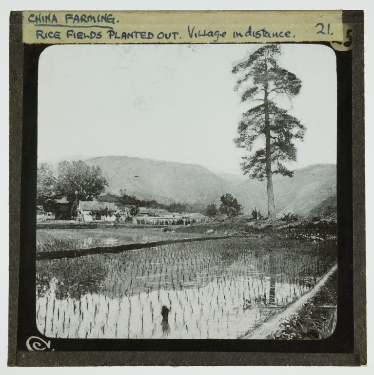 Black and white lantern slide of a rice field in China with a village in the distance, and hills further behind.