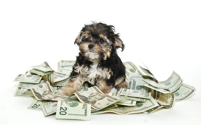 saving investing puppy