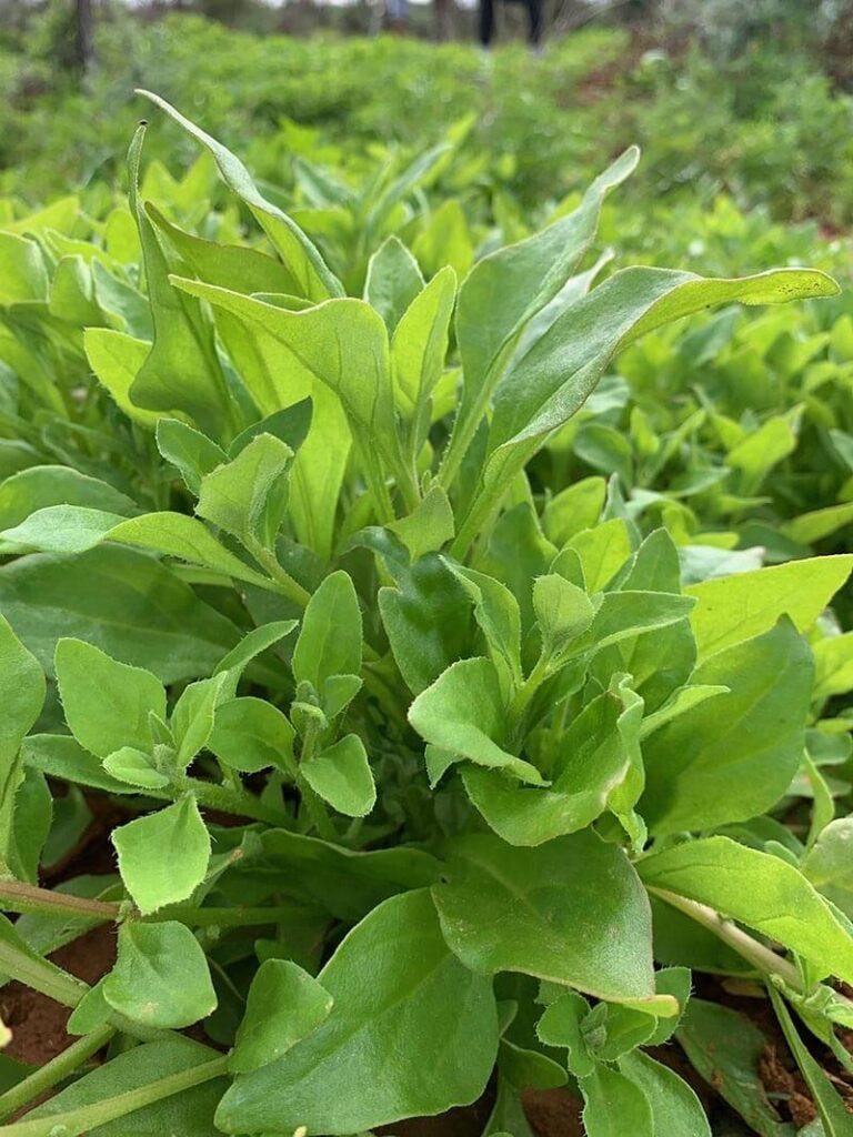 Warrigal greens (Tetragonia tetragonioides).