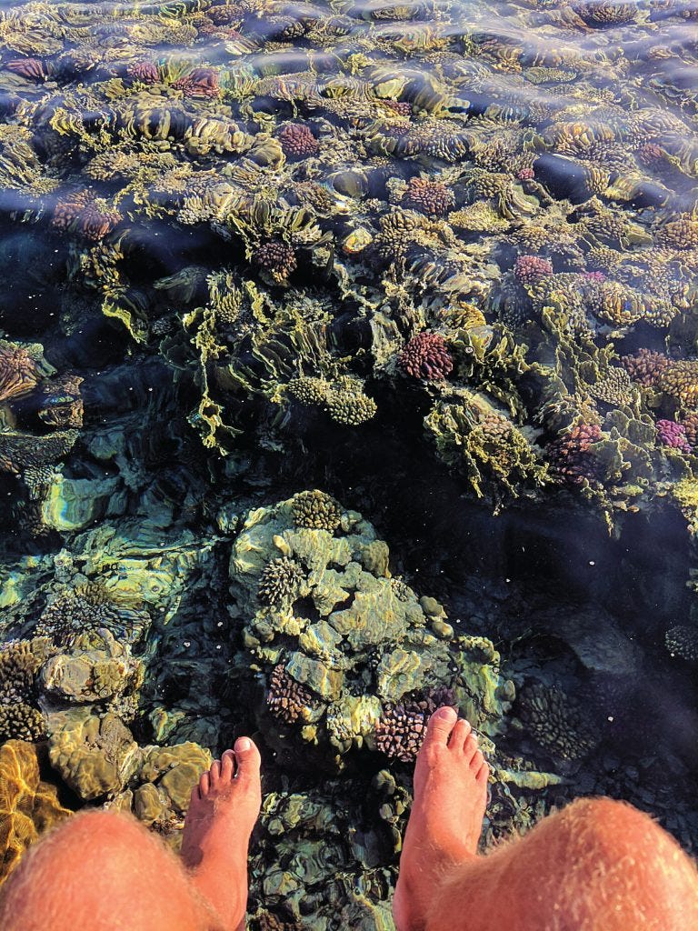 Red Sea Coral