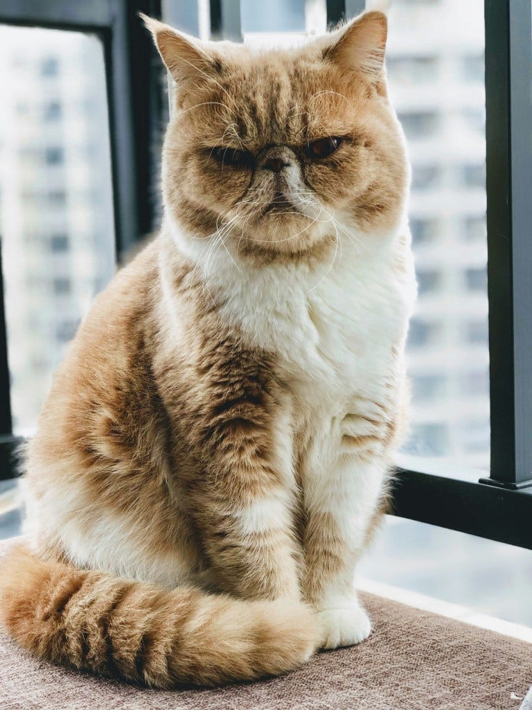 A cat with a very grumpy expression sits in front of window that looks out on a tall building.