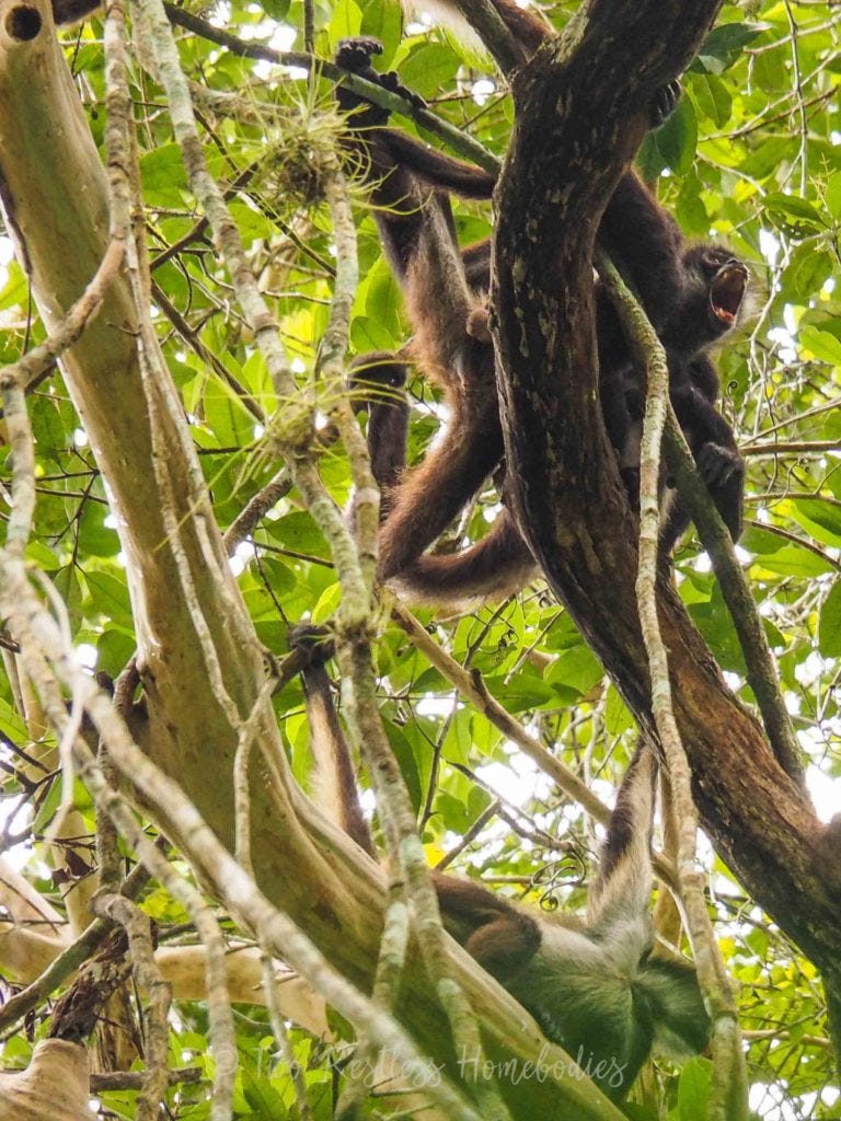 Tikal spider monkey yawning