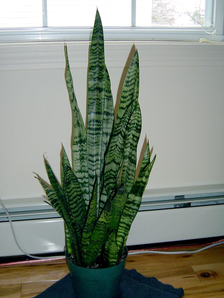 snake plant