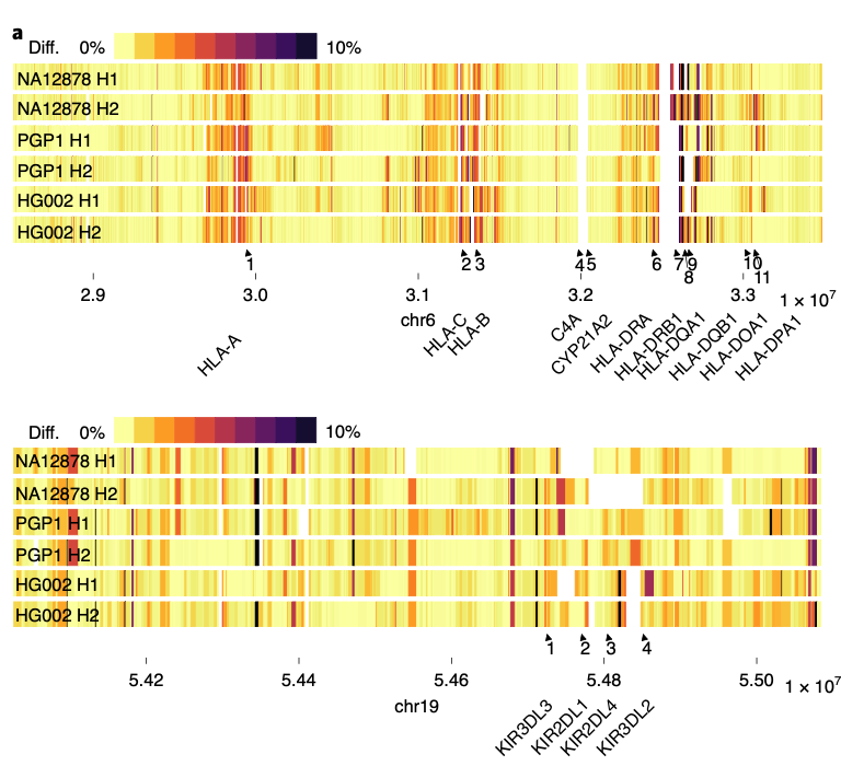 HLA and KIR3DL3 assembled genes (screenshot)