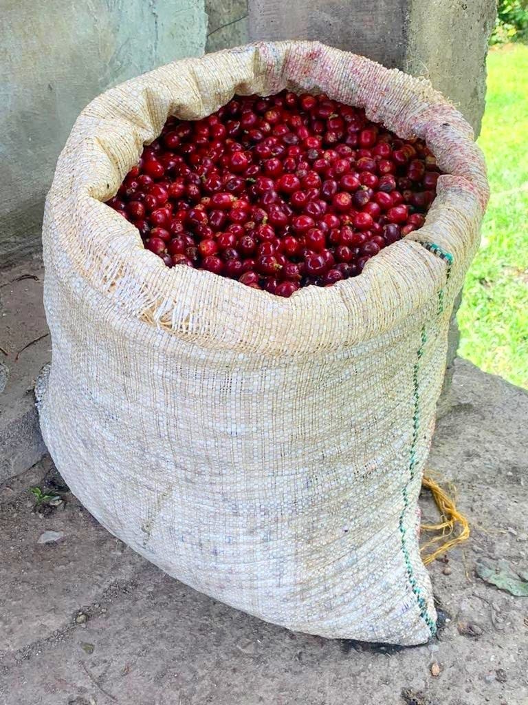 Sack of ripe coffee cherries Finca El Diamante Colombia