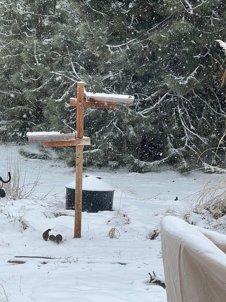 Observation and patience of quail to find food in winter.
