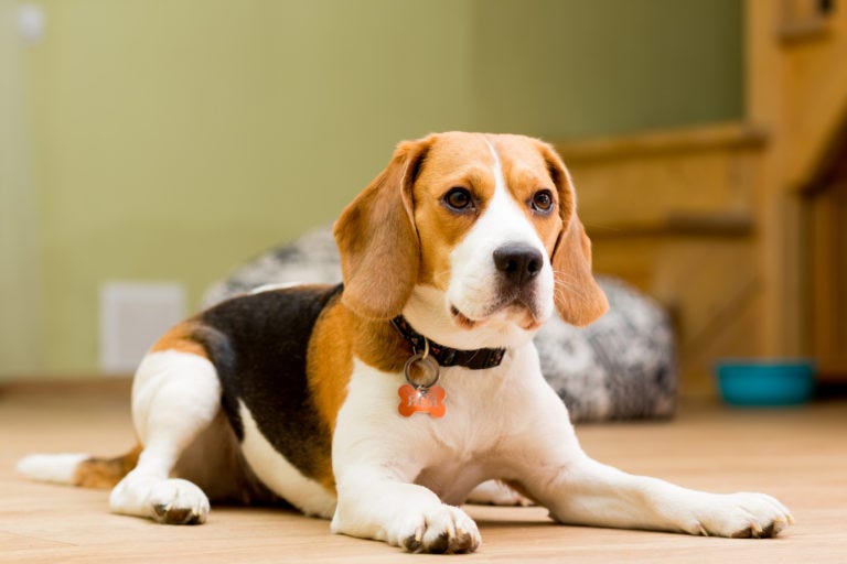 Dog Training Tips — Beagle