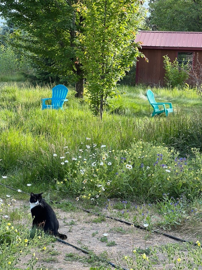 Our cat, Paws, telling me where he wants the water sprayed in the backyard.