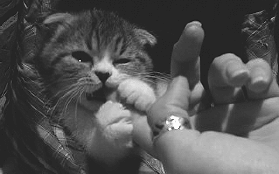 animals holding hands gif