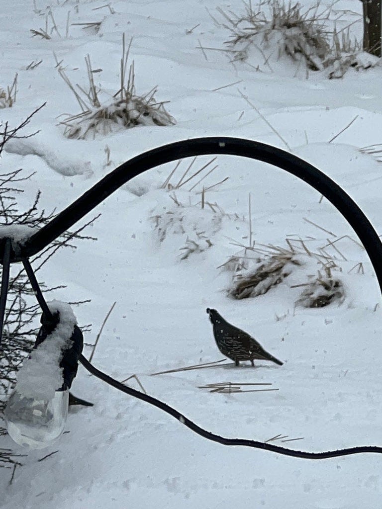 Photo by author. Finding how to survive day to day. A lone quail searches for food. Winter is scarce in nature's treats. The author built 4 bird feeders and provided seed food each winter for 16 years