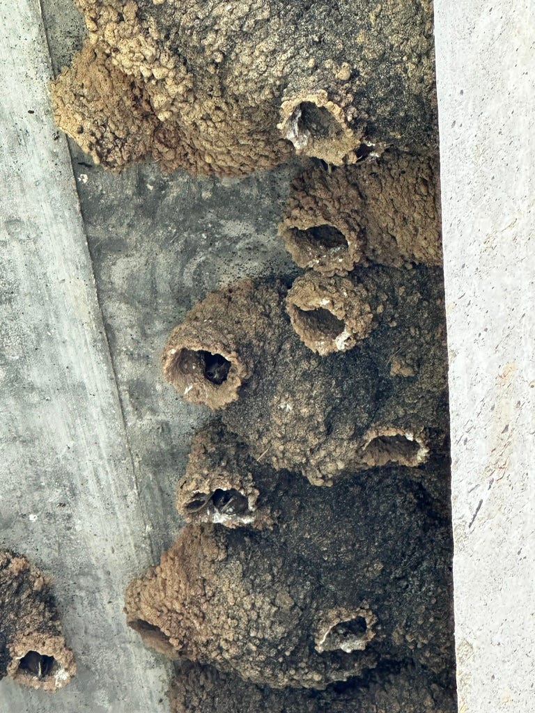 Packed mud nests with openings showing baby birds.