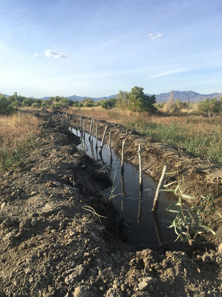 Newly planted willow trees in a water-filled ditch that curves off to the left. In the distance can be seen the Granite Range mountains.