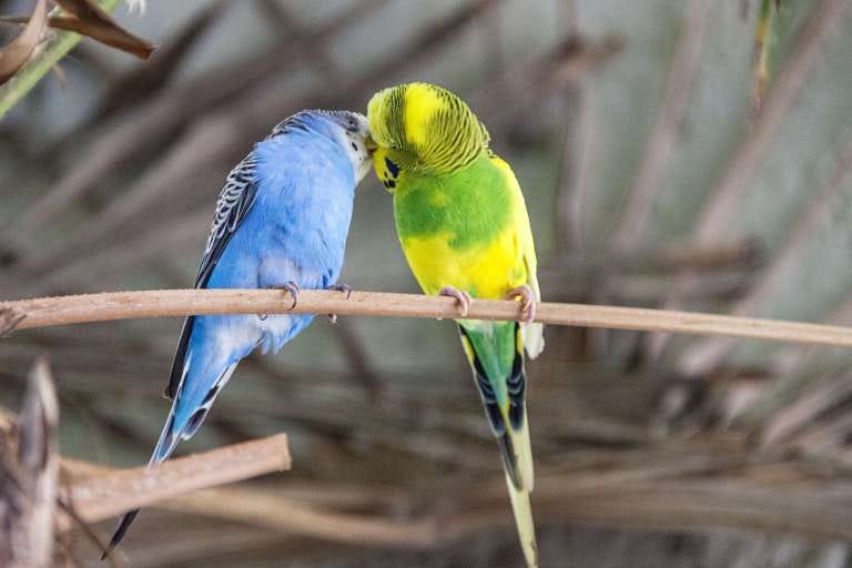 birbirine kur yapan 2 muhabbet kuşu