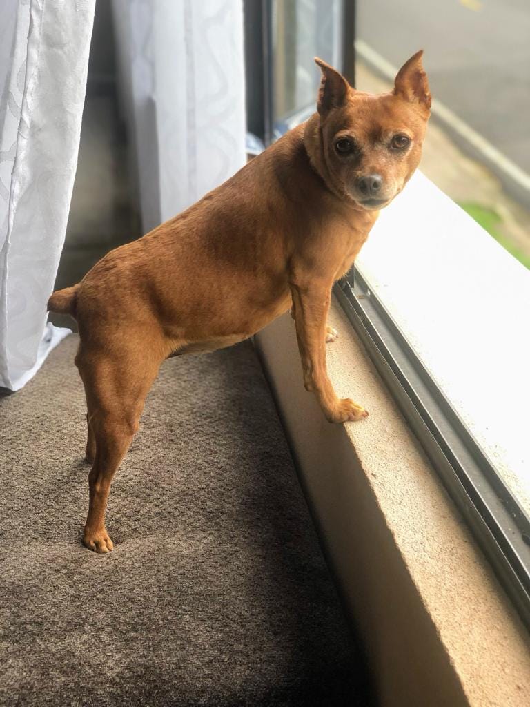 Dog looking out the window with her front paws on the window sill, as if she is speaking to her royal subjects, below.