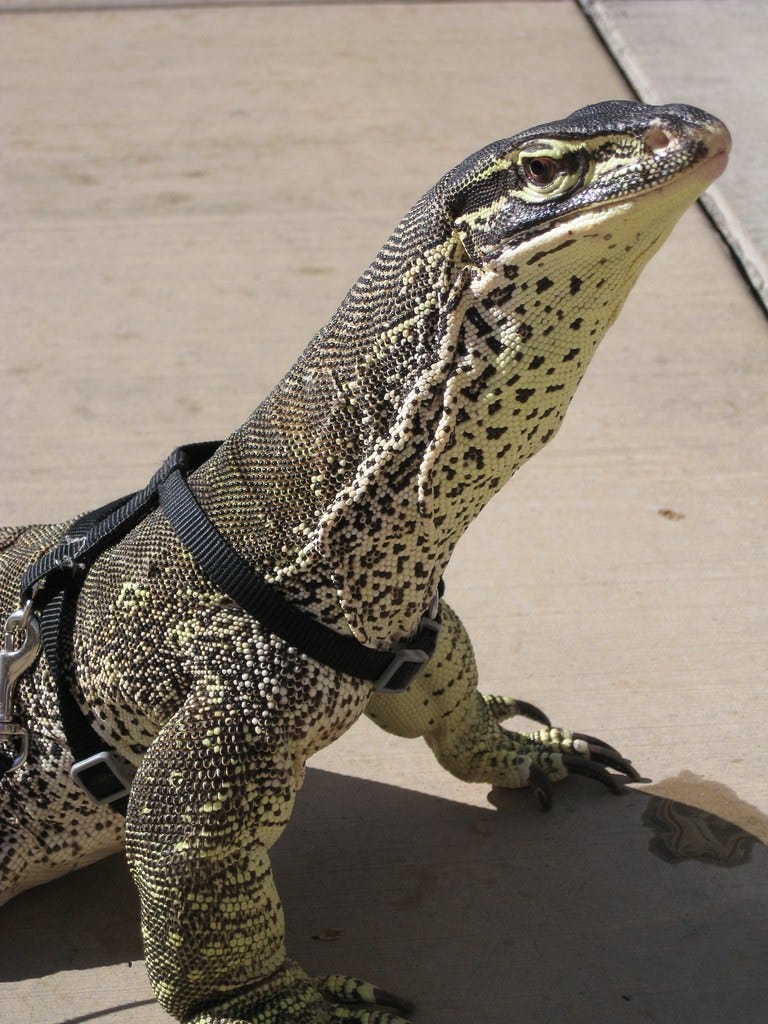 Monitor lizard in a harness.