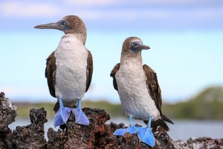 photo of Blue-footed boobies