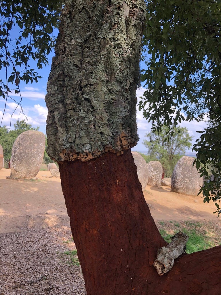 Cork Oak (with the bark stripped every nine years for use. Stones in the background) Photo by the Author: Chris H