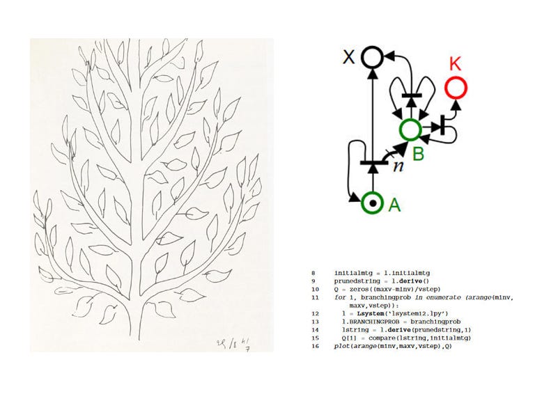 Henri Matisse drawing of tree and the diagrammatic L-system representation of a tree growing