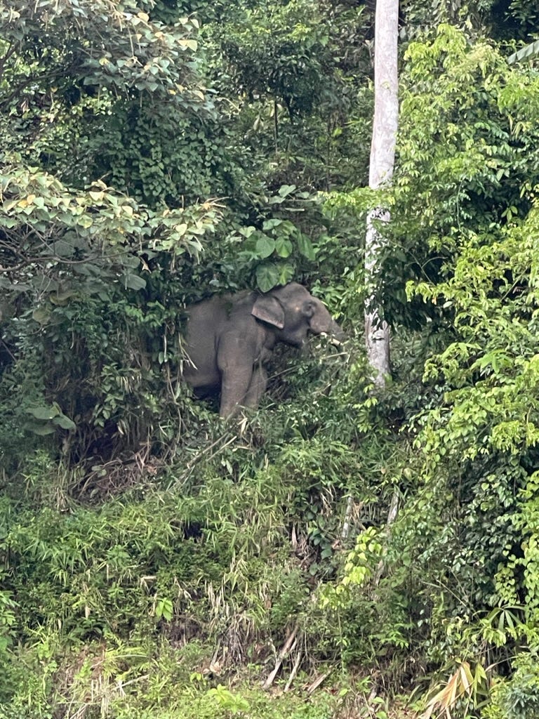 A wild elephant just eating his greens
